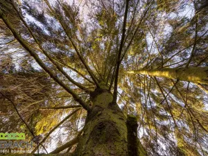 Prodej rodinného domu, Moravský Písek, Ostrožská, 178 m2