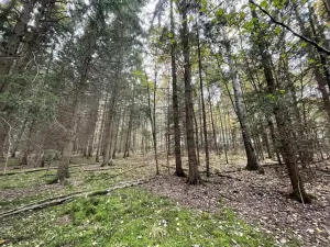 Prodej lesa, Lipí - Kaliště u Lipí, 23659 m2