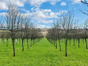 Pronájem sadu/vinice, Komňa, 50600 m2