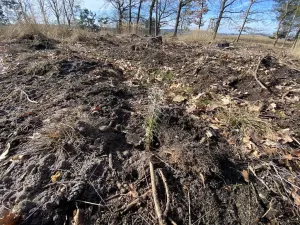 Prodej lesa, Veliny, 5028 m2