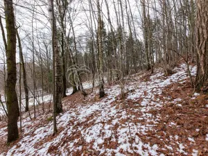 Prodej lesa, Velké Popovice, 19731 m2
