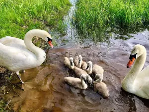 Prodej chaty, Horní Planá, 126 m2