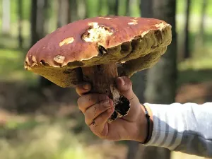 Prodej chaty, Horní Planá, 126 m2