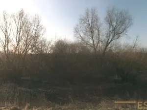 Prodej lesa, Stařechovice, 4595 m2