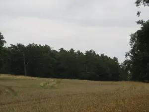 Dražba lesa, Zhoř, 23907 m2