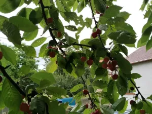 Prodej zahrady, Místo, 454 m2