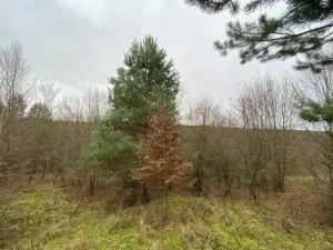 Dražba lesa, Šarovy, 11619 m2