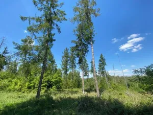 Dražba lesa, Kropáčova Vrutice, 15167 m2