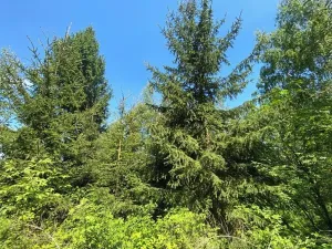 Dražba lesa, Kropáčova Vrutice, 15167 m2