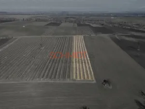 Prodej sadu/vinice, Sedlec, 11641 m2