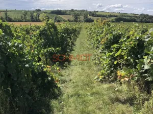 Prodej sadu/vinice, Sedlec, 11641 m2