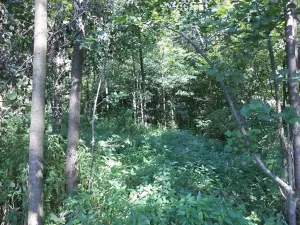 Dražba pozemku, Stonava, 4529 m2