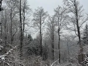 Prodej lesa, Janová, 7449 m2