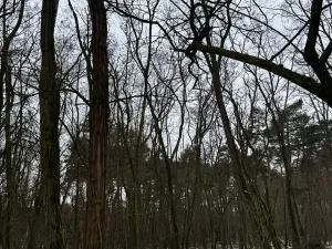 Prodej podílu lesa, Černěves, 9239 m2