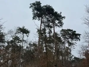 Prodej podílu lesa, Černěves, 9239 m2