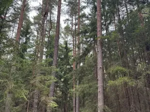 Prodej podílu lesa, Ledenice, 2894 m2