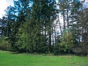 Prodej lesa, Nová Bystřice, 3201 m2