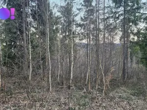 Prodej lesa, Rybí, 55558 m2