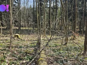 Prodej lesa, Rybí, 55558 m2