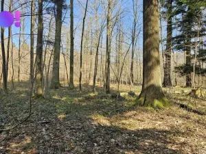 Prodej lesa, Rybí, 55558 m2