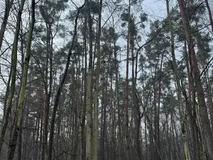 Prodej podílu lesa, Břehy, 1092 m2