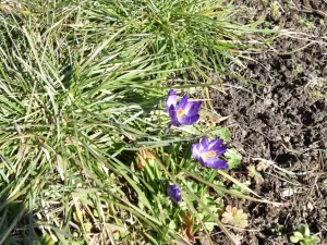 Pronájem zahrady, Praha, 165 m2