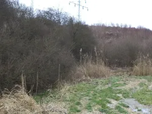 Dražba louky, Brandýs nad Labem-Stará Boleslav, 1366 m2