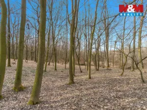 Prodej lesa, Slatiny, 6169 m2