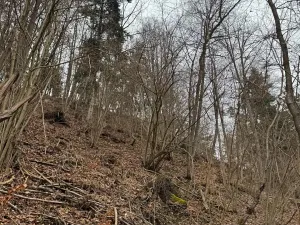 Prodej lesa, Zlatá Koruna, 2337 m2