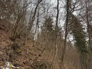 Prodej lesa, Zlatá Koruna, 2337 m2