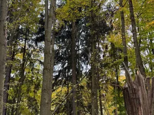 Prodej lesa, Přísečná, 15088 m2