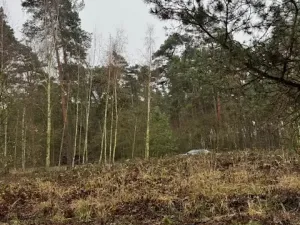 Prodej lesa, Libotenice, 63021 m2
