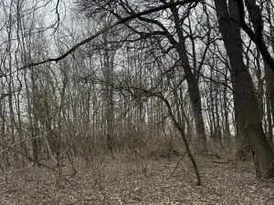 Prodej lesa, Veselí nad Moravou, 2272 m2