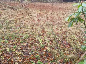 Prodej pozemku pro bydlení, Karlova Studánka, 900 m2