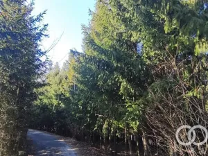 Prodej lesa, Lhota u Vsetína, 3762 m2