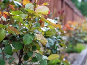 Prodej činžovního domu, Říčany, Legií, 500 m2