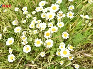 Prodej pozemku pro bydlení, Nový Bydžov - Vysočany, 4580 m2