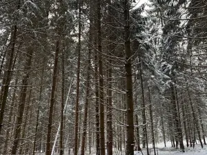 Prodej lesa, Olešník, 5100 m2