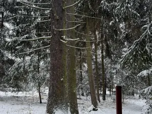 Prodej lesa, Olešník, 5100 m2