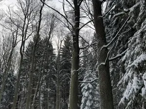 Prodej lesa, Olešník, 5100 m2