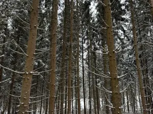 Prodej lesa, Olešník, 5100 m2