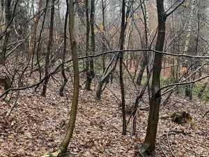 Prodej lesa, Velká Polom, 3342 m2