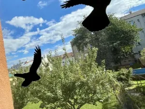 Prodej vícegeneračního domu, Ostrava - Mariánské Hory, Štítného, 321 m2