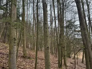 Prodej lesa, Huslenky, 16650 m2