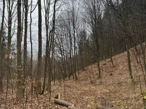 Prodej lesa, Huslenky, 16650 m2