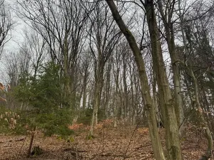 Prodej lesa, Huslenky, 29988 m2