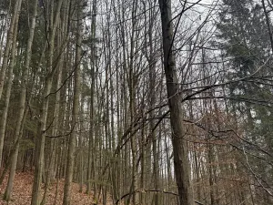 Prodej lesa, Huslenky, 29988 m2