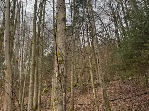 Prodej lesa, Huslenky, 29988 m2