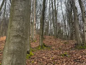 Prodej lesa, Huslenky, 29988 m2