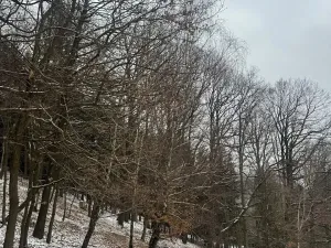 Prodej lesa, Vlčková, 3331 m2